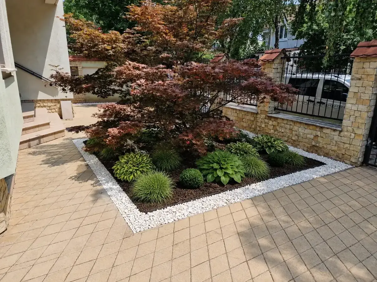 Aceeași curte după amenajare, cu arțarul păstrat, hosta, ierburi ornamentale, arbuști joși și mulci